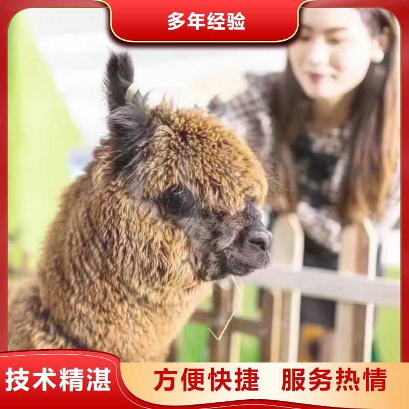 廠家供應(yīng)小矮馬