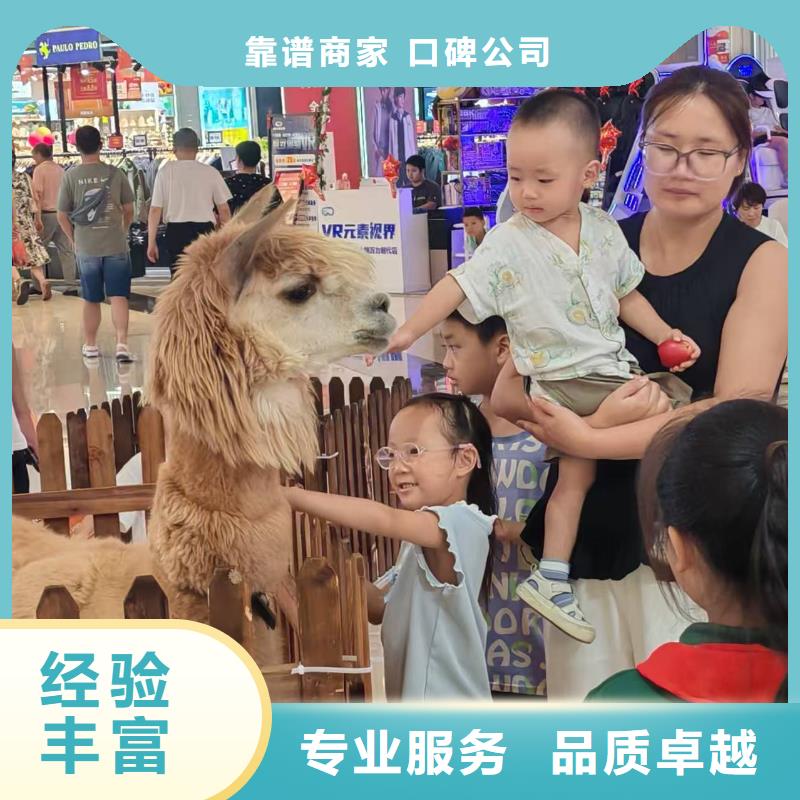 矮馬出租貨到付款