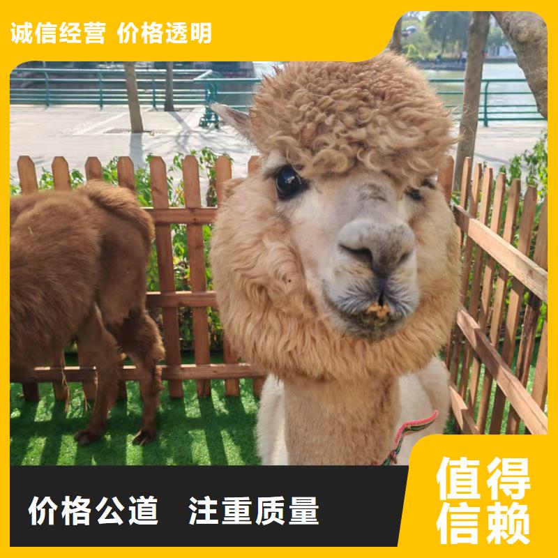 萌寵出租價(jià)格美麗