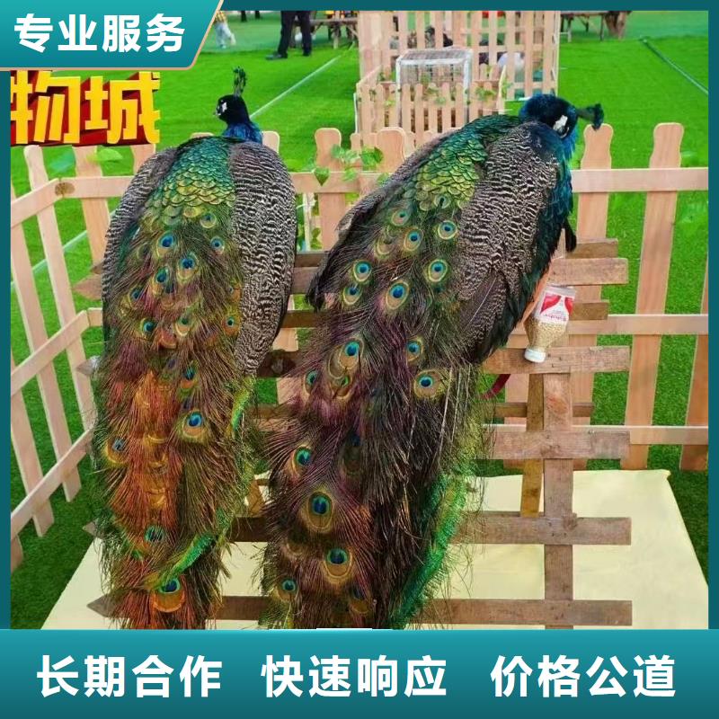 景區(qū)活動-質(zhì)量可靠