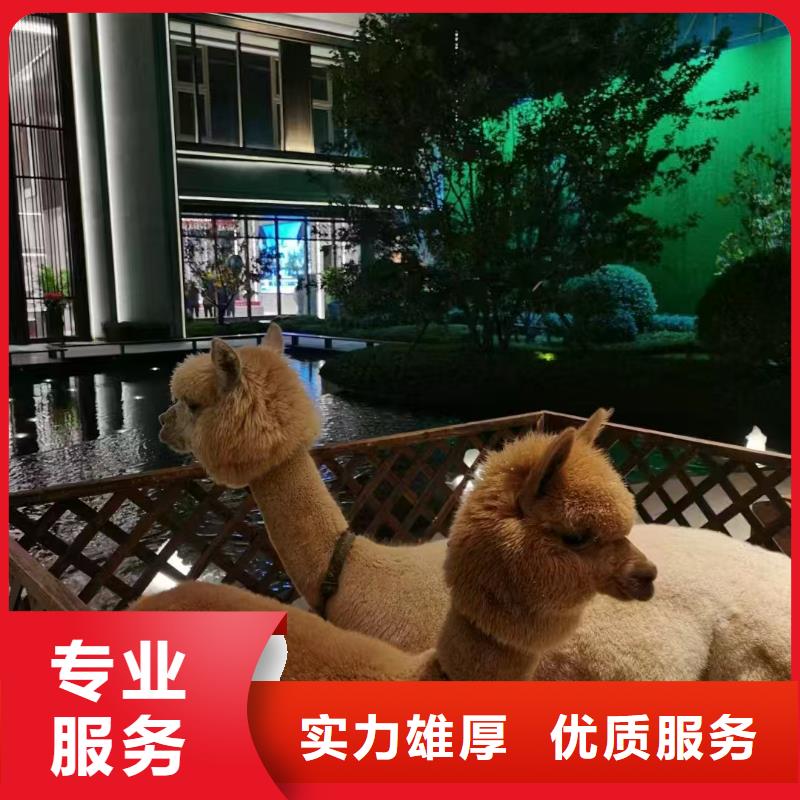 矮馬出租貨到付款