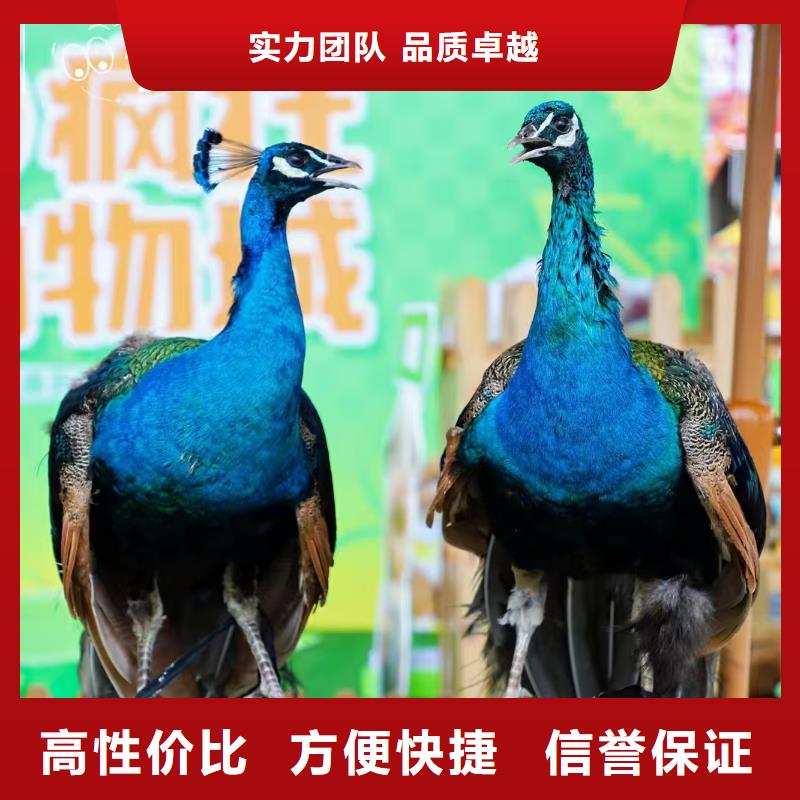 萌寵出租價(jià)格美麗