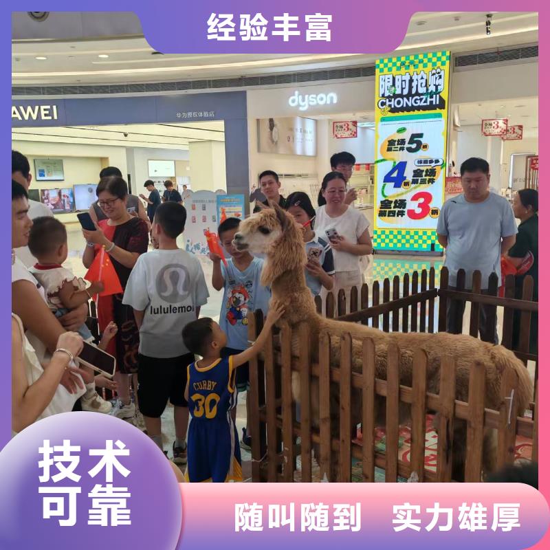 矮馬出租廠家_大量現(xiàn)貨