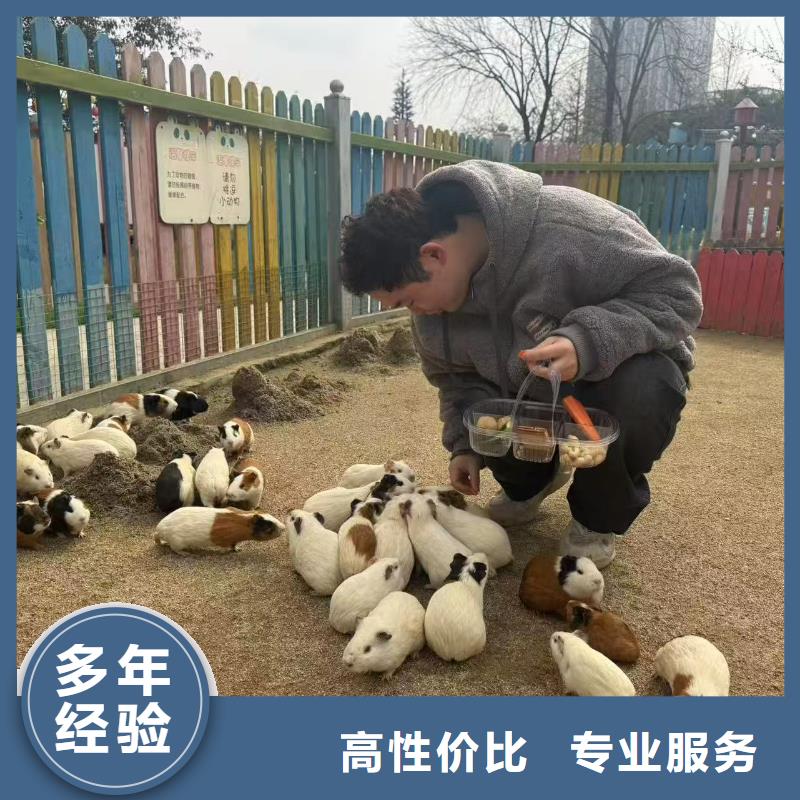 價(jià)格實(shí)惠的矮馬出租廠家