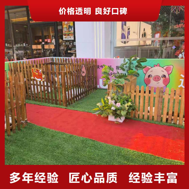 羊駝出租現(xiàn)貨促銷