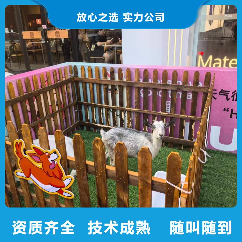 廠家供應(yīng)小矮馬