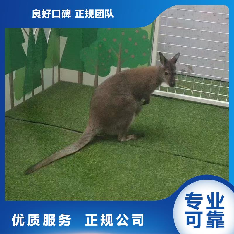 萌寵出租價(jià)格美麗