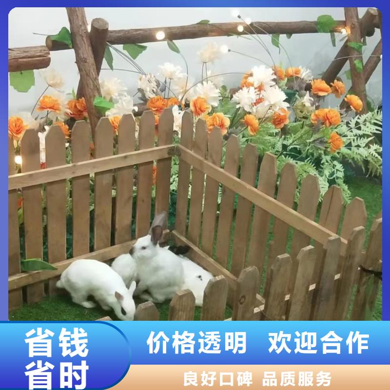 #羊駝出租#到廠參觀