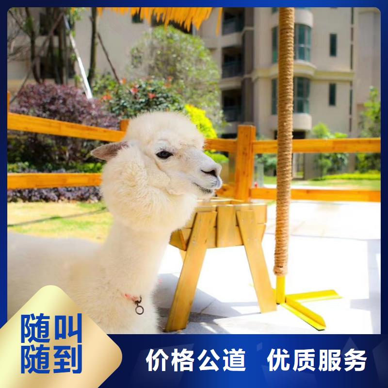 生產(chǎn)小矮馬的基地