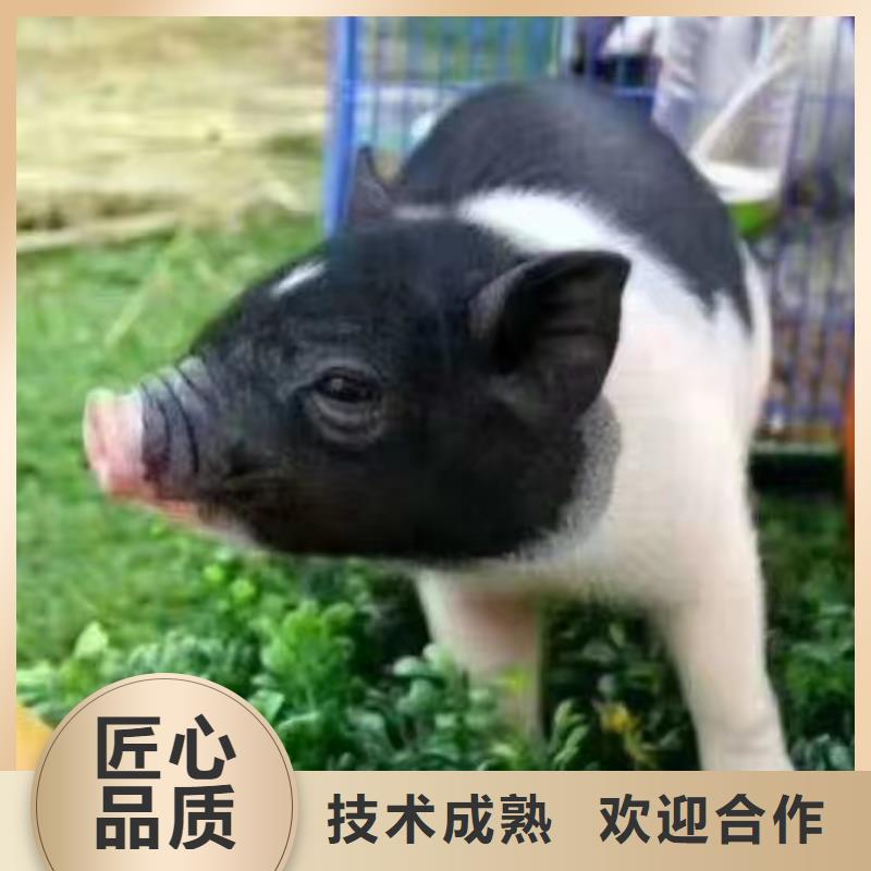 矮馬出租如何購(gòu)買(mǎi)