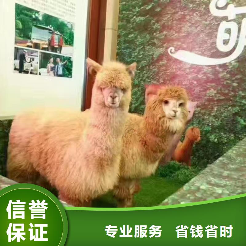 梅花鹿出租廠家