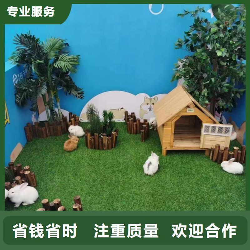 矮馬出租廠家_大量現(xiàn)貨