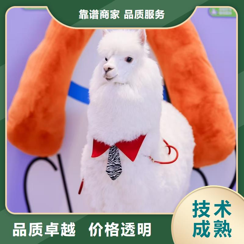 #羊駝出租#到廠參觀