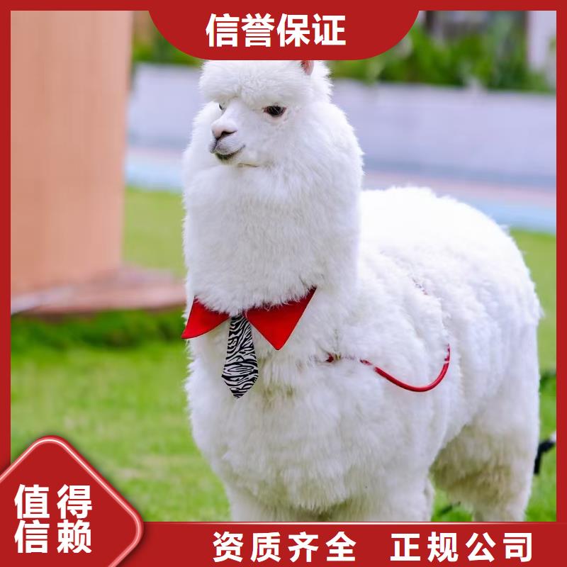 生產(chǎn)小矮馬的基地