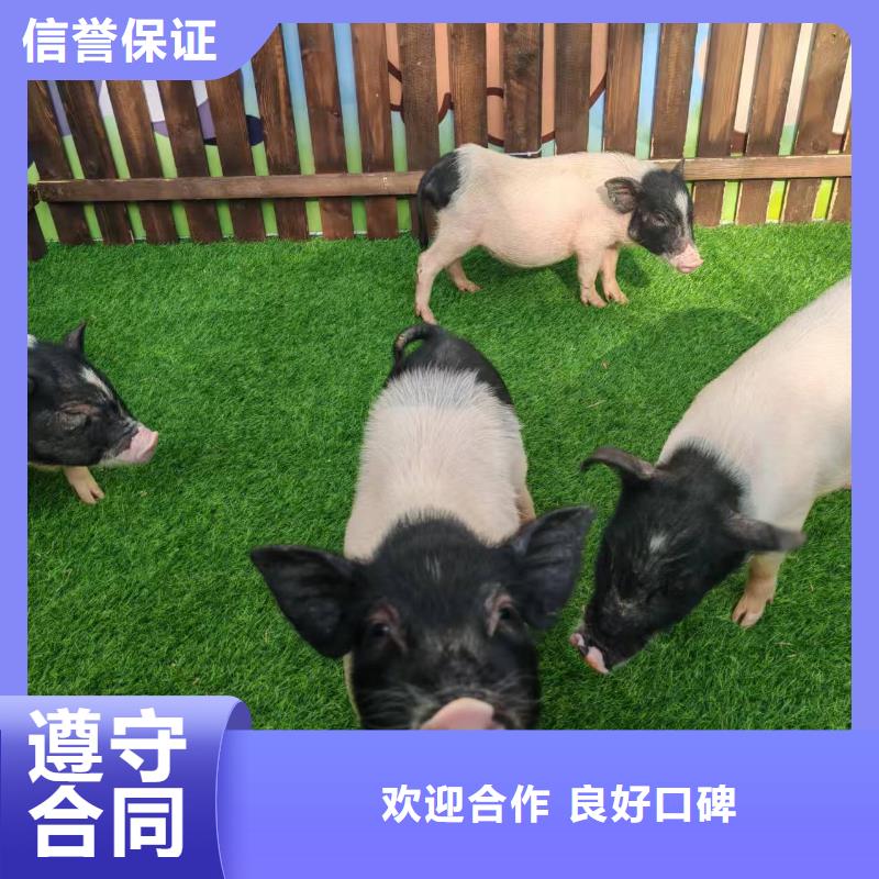 口碑好的萌寵出租生產(chǎn)廠家