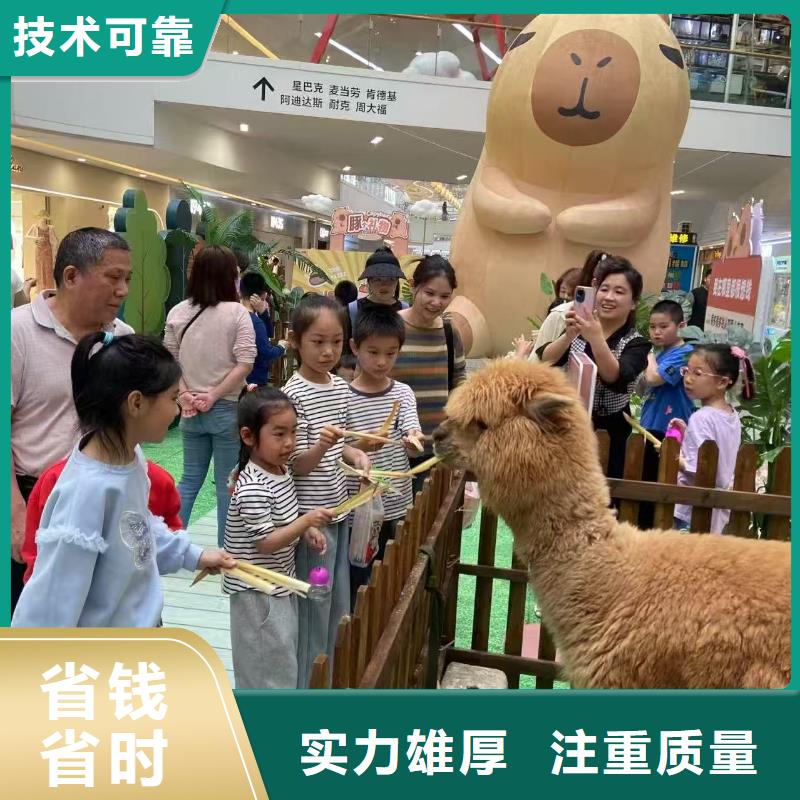 矮馬出租如何購買