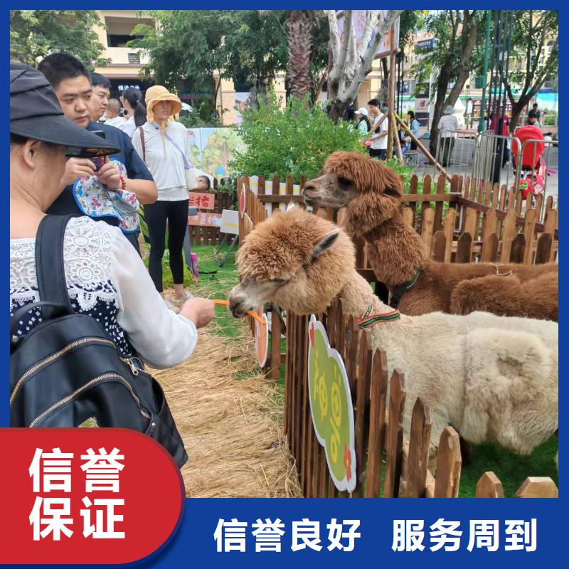 生產(chǎn)小矮馬的基地