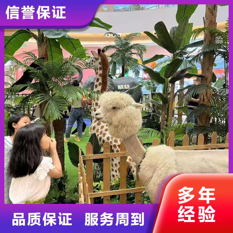 矮馬出租如何購買