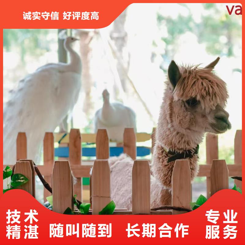 梅花鹿出租廠家