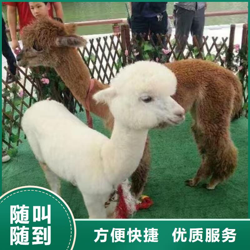 【圖】景區(qū)活動廠家批發(fā)