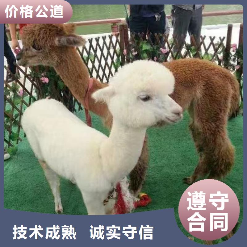 口碑好的萌寵出租生產(chǎn)廠家