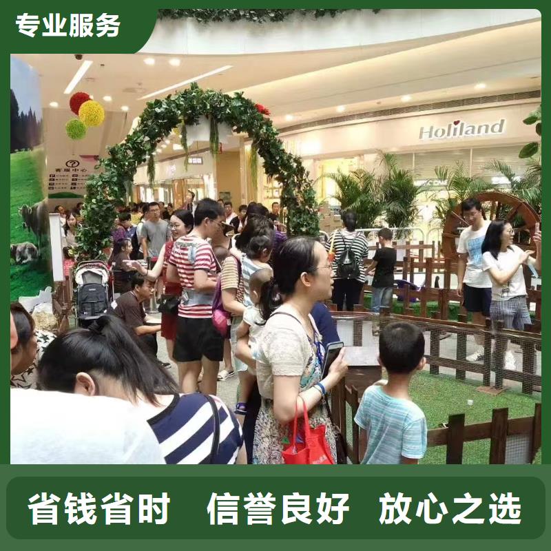 矮馬出租廠家_大量現(xiàn)貨