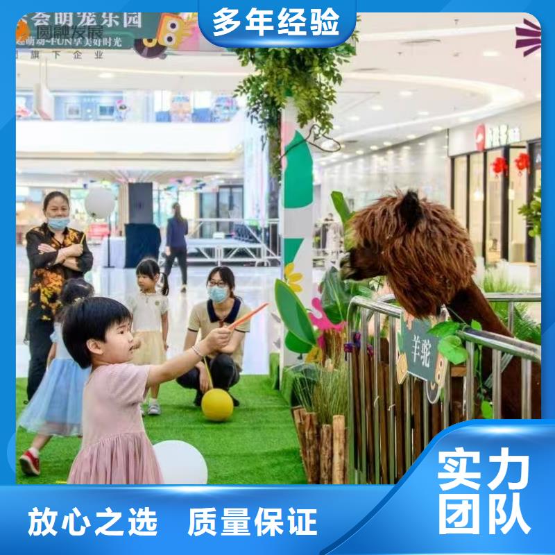 矮馬出租廠家_大量現(xiàn)貨