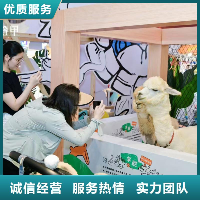 矮馬出租廠家_大量現(xiàn)貨