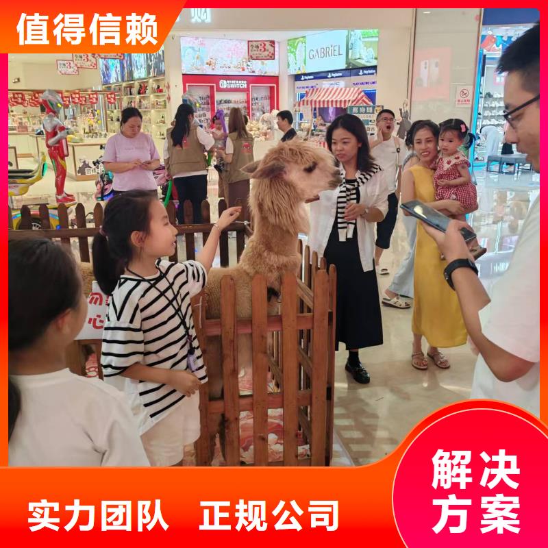 矮馬出租廠家_大量現(xiàn)貨