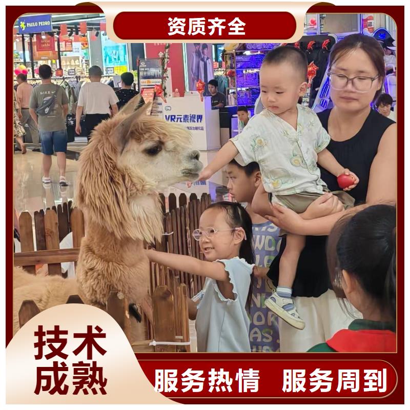 羊駝出租現(xiàn)貨促銷