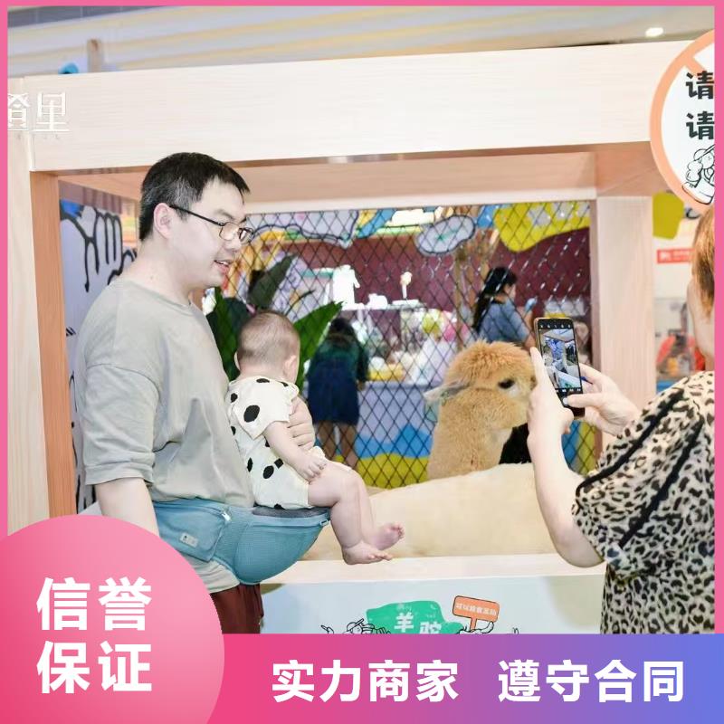 價(jià)格實(shí)惠的矮馬出租廠家