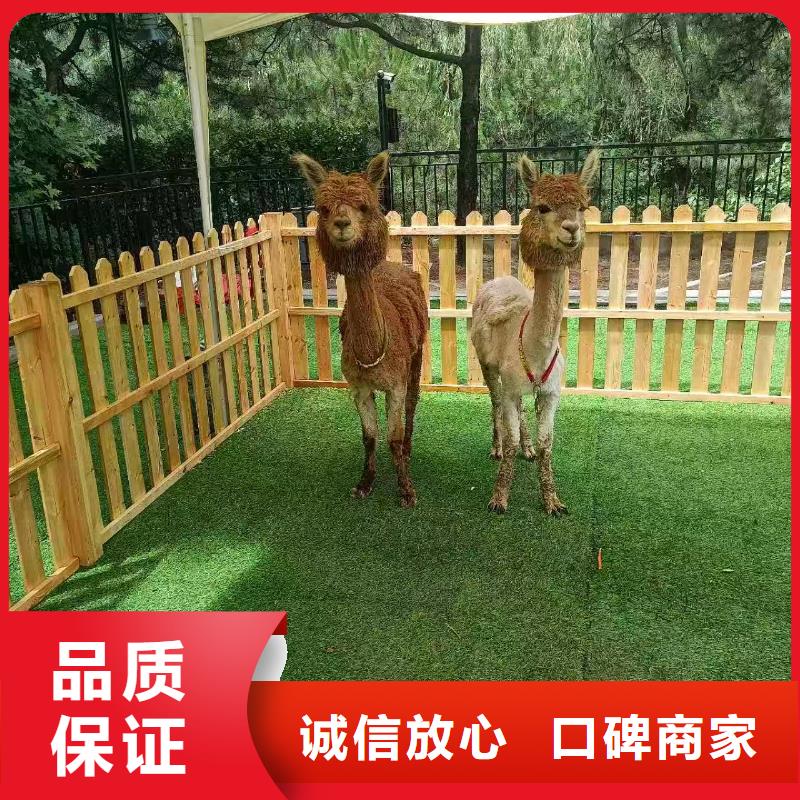 口碑好的萌寵出租生產(chǎn)廠家