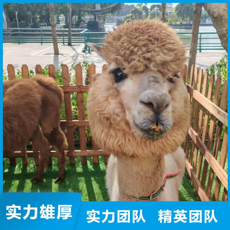 景區(qū)活動訂購