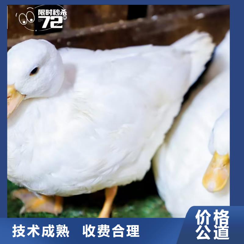 景區(qū)活動-質(zhì)量可靠