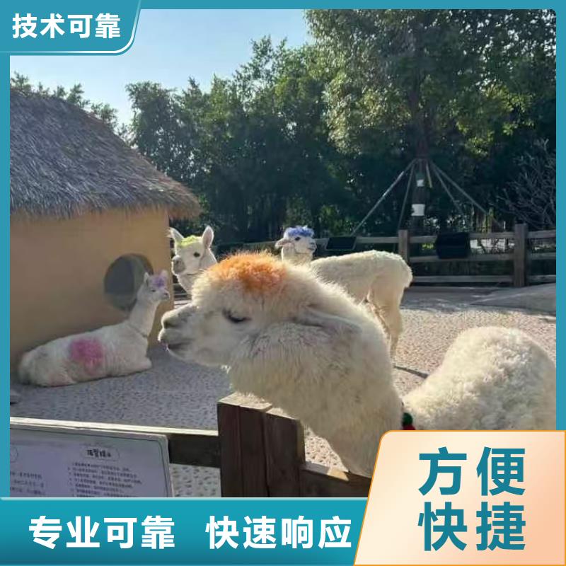 矮馬出租廠家_大量現(xiàn)貨