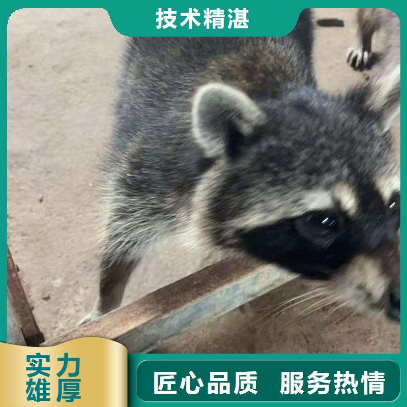 價(jià)格實(shí)惠的矮馬出租廠家