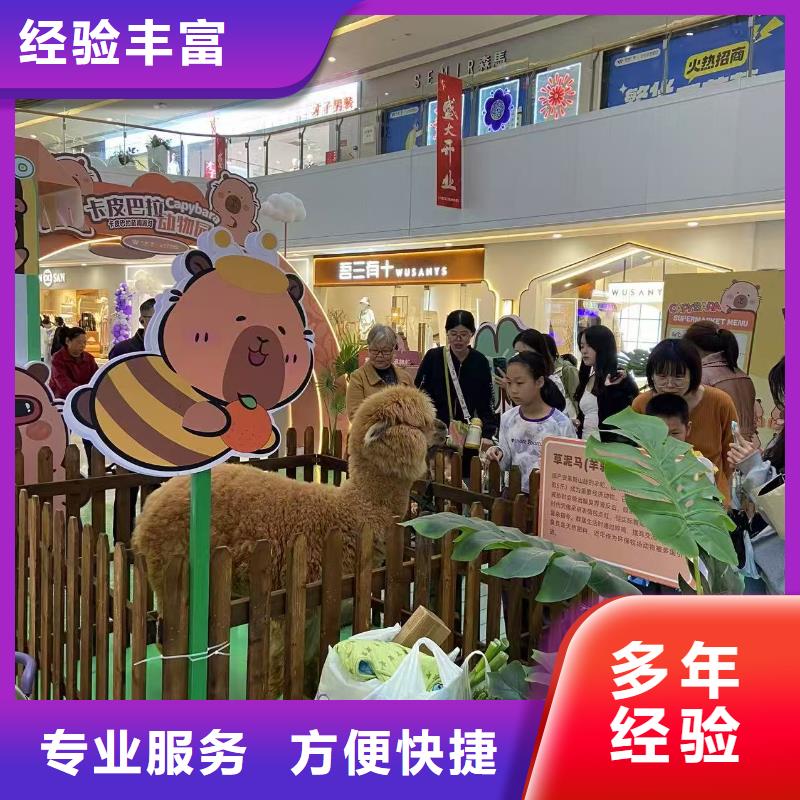 價(jià)格實(shí)惠的矮馬出租廠家