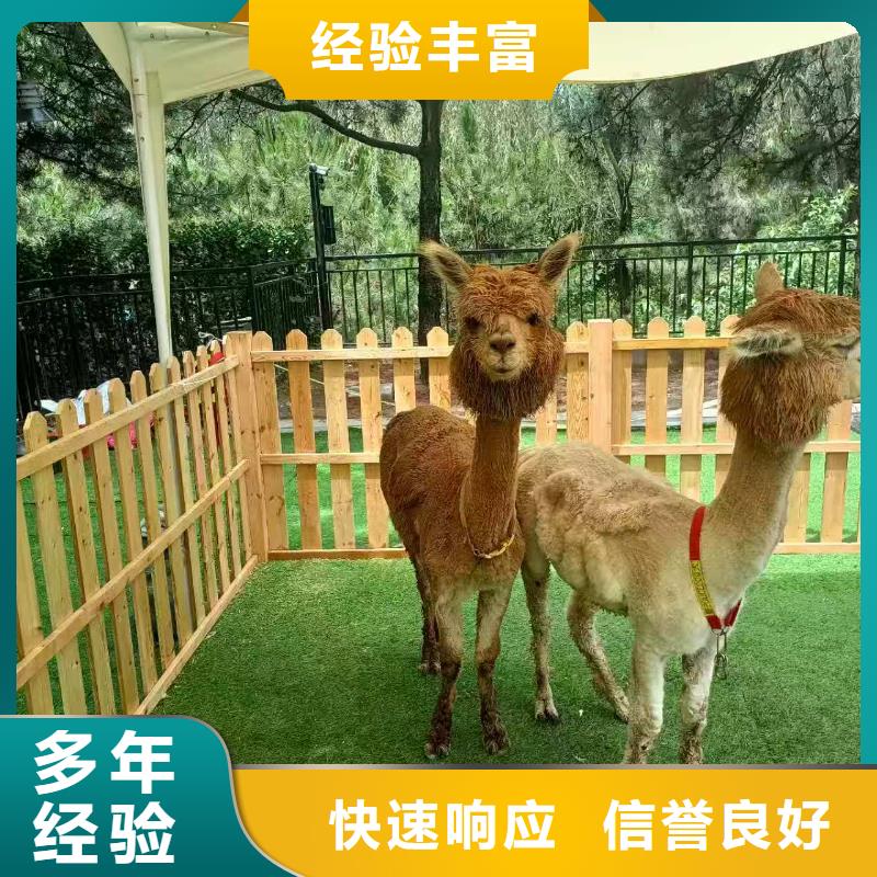 景區(qū)活動-質(zhì)量可靠