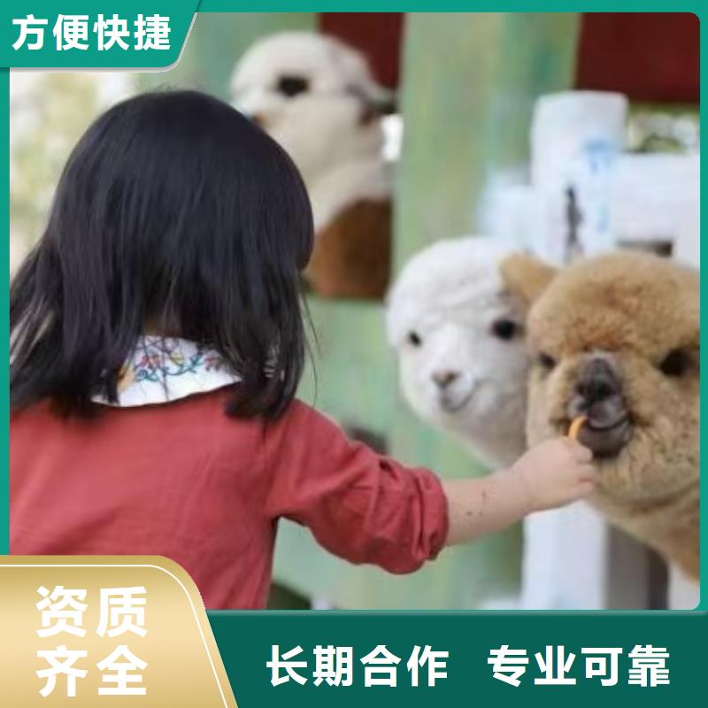 #羊駝出租#到廠參觀