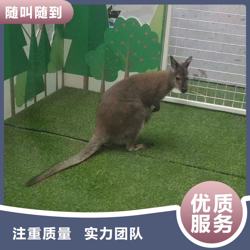 小矮馬廠家-質(zhì)量保證