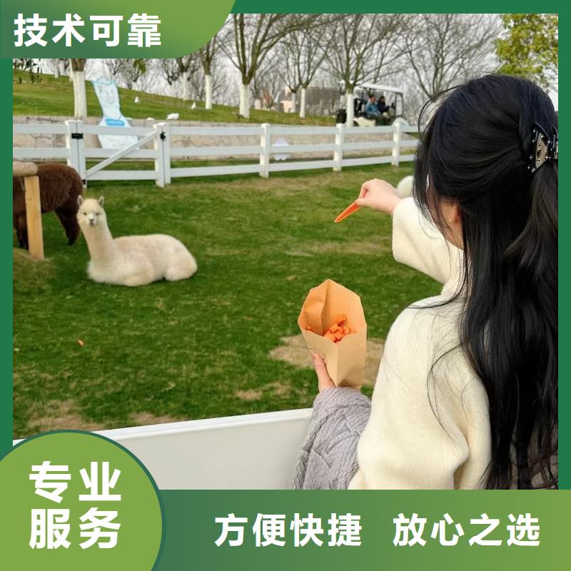 矮馬出租廠家_大量現(xiàn)貨