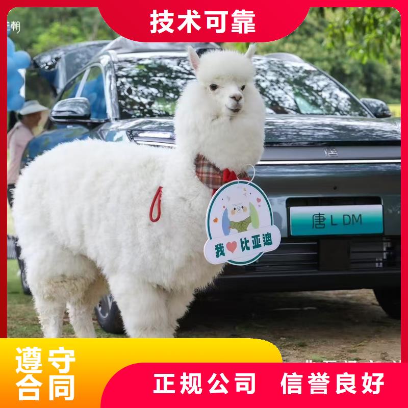 矮馬出租廠家_大量現(xiàn)貨