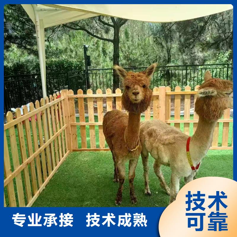 廠家供應(yīng)小矮馬