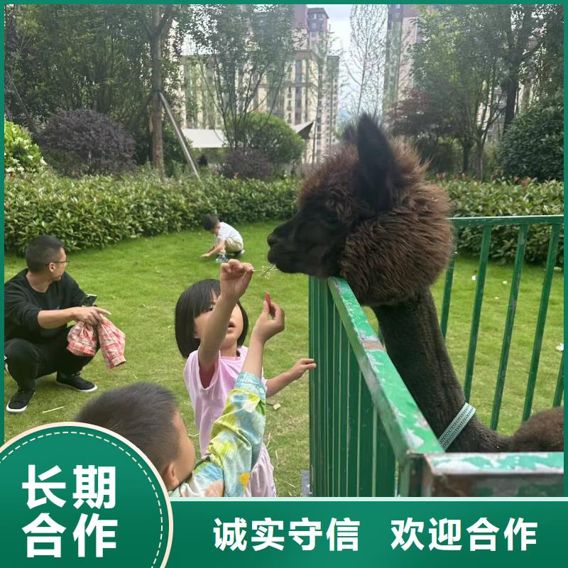 矮馬出租貨到付款