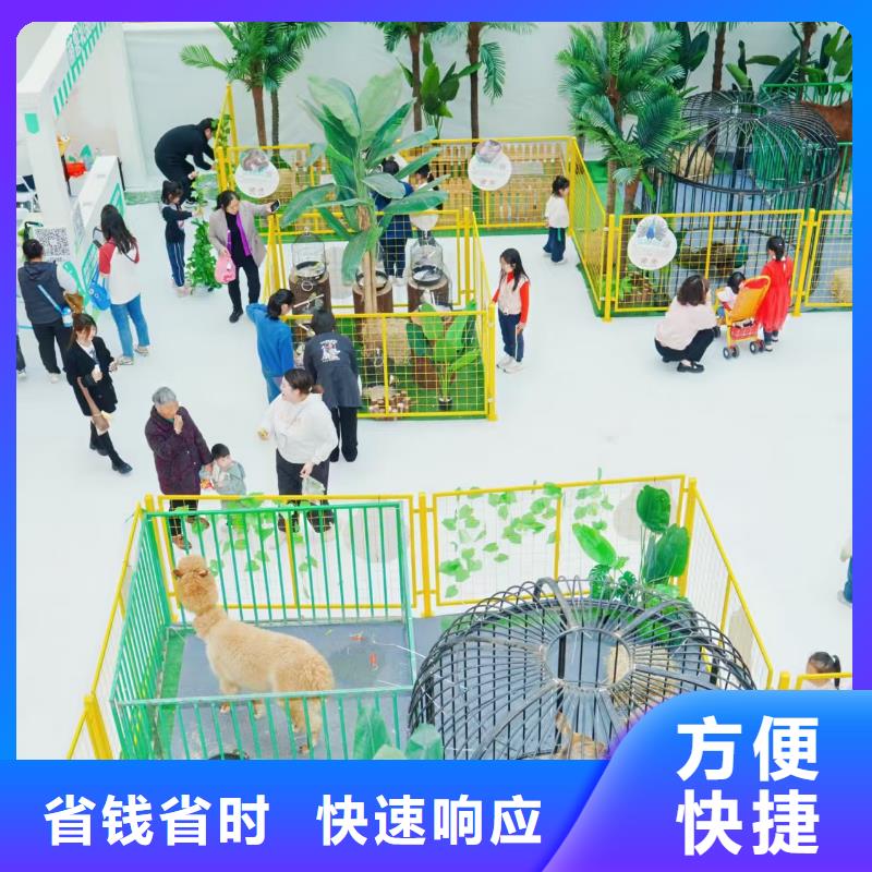 價(jià)格實(shí)惠的矮馬出租廠家