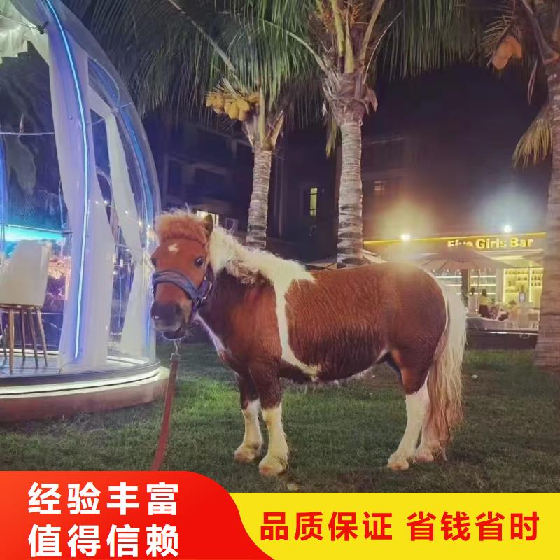 矮馬出租貨到付款