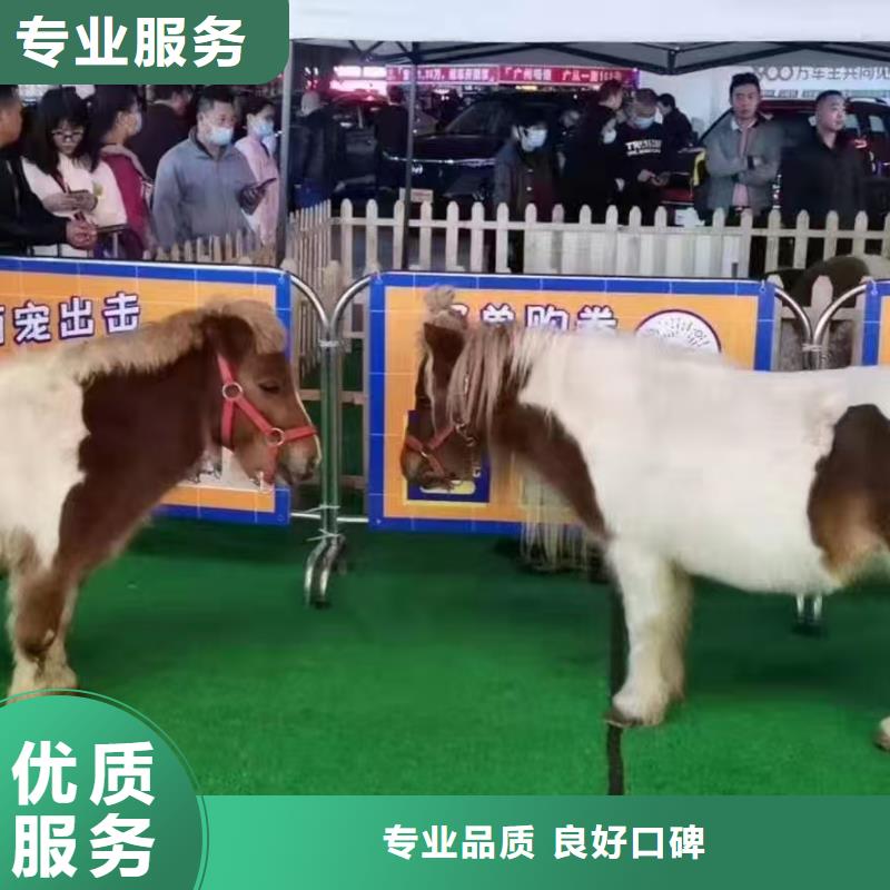 梅花鹿出租廠家