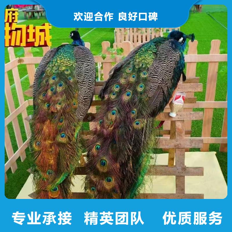 矮馬出租如何購買