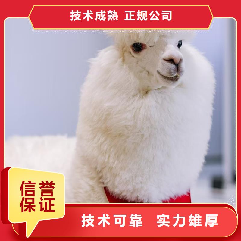 小矮馬廠家-質(zhì)量保證