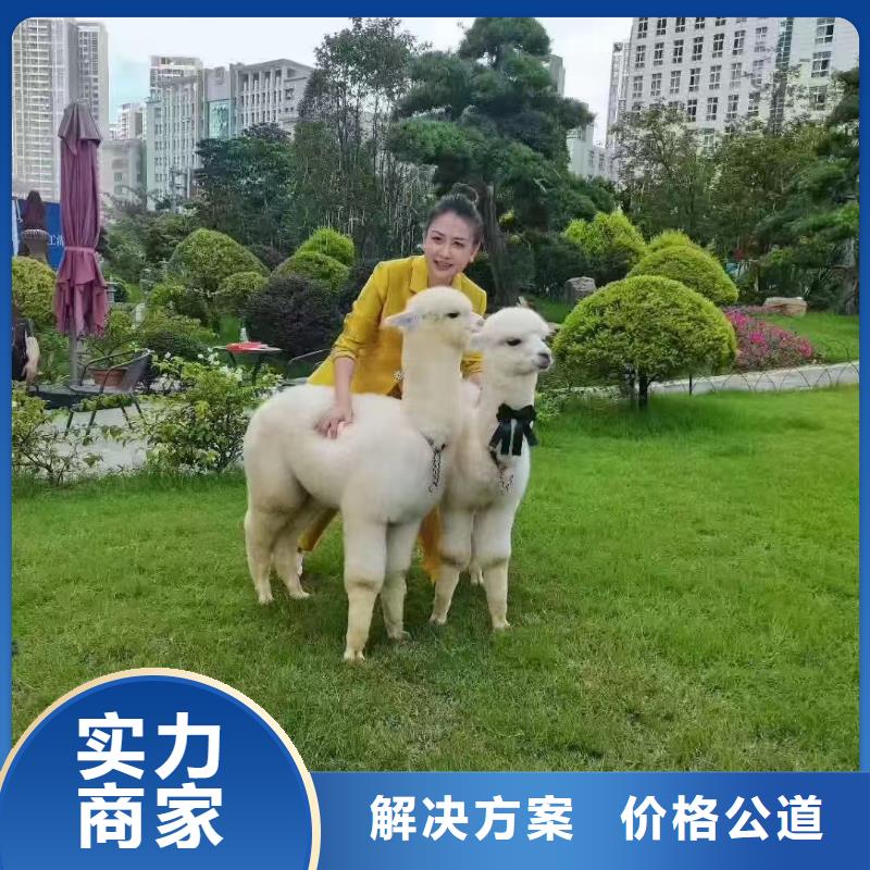 矮馬出租如何購(gòu)買(mǎi)